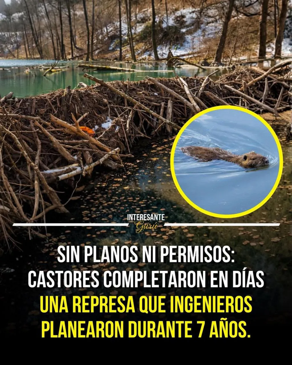 Castor construyendo una presa