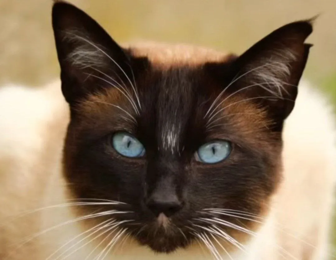 chester-fdc-willard-gato-cientifico