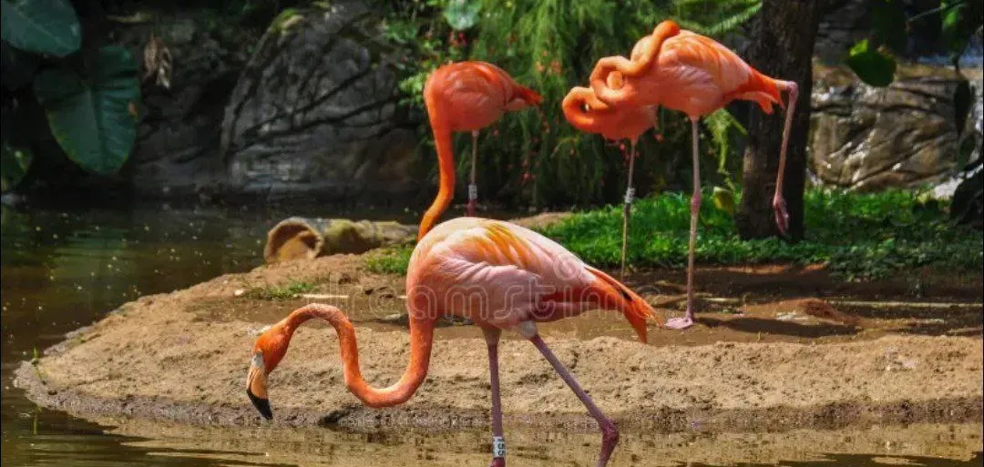flamenco-bebiendo-agua-hirviendo