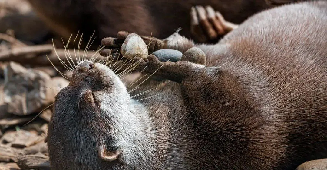nutria-bolsillo-piedra