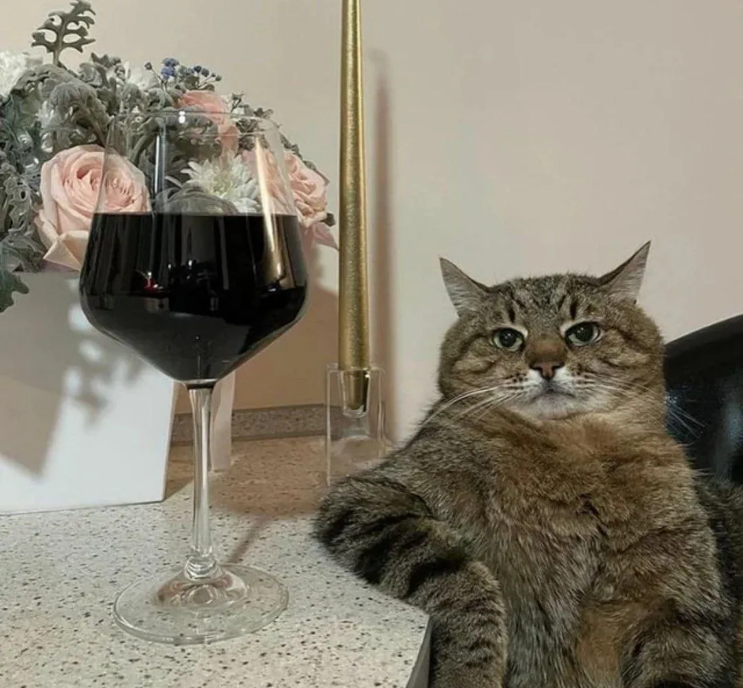 Gato condescendiente